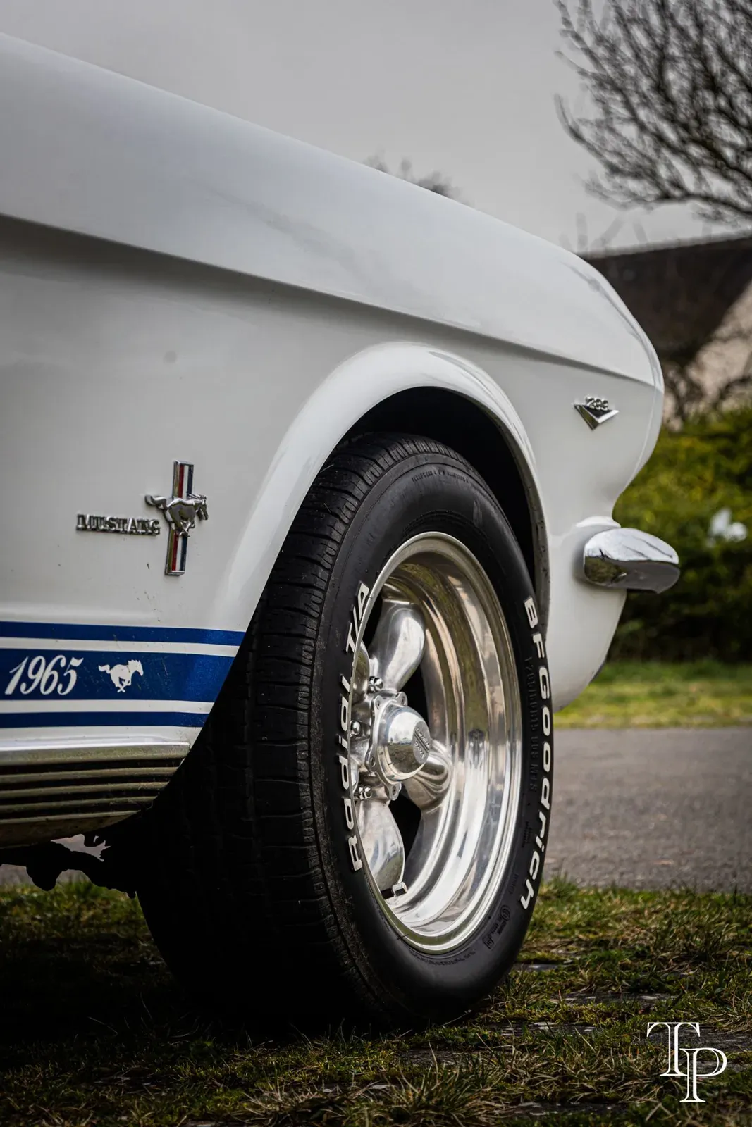 Mustang lors de la sortie du 21 février 2026, Côtes-d'Armor (22) · photo 130
