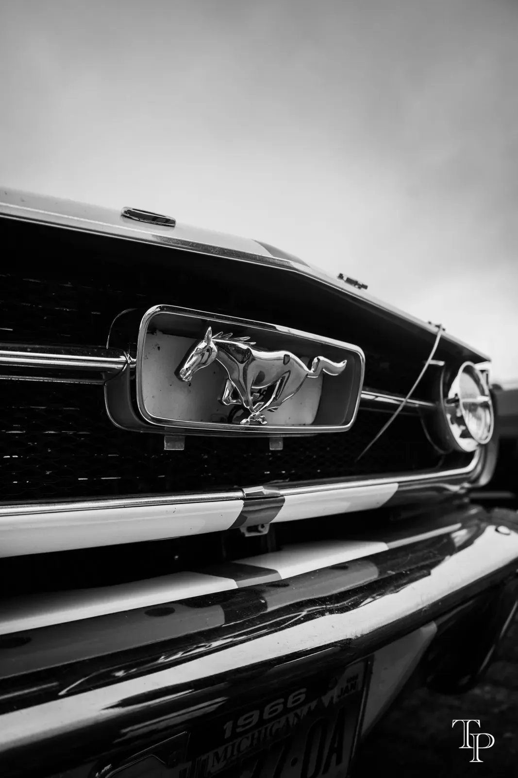 Mustang lors de la sortie du 21 février 2026, Côtes-d'Armor (22) · photo 135