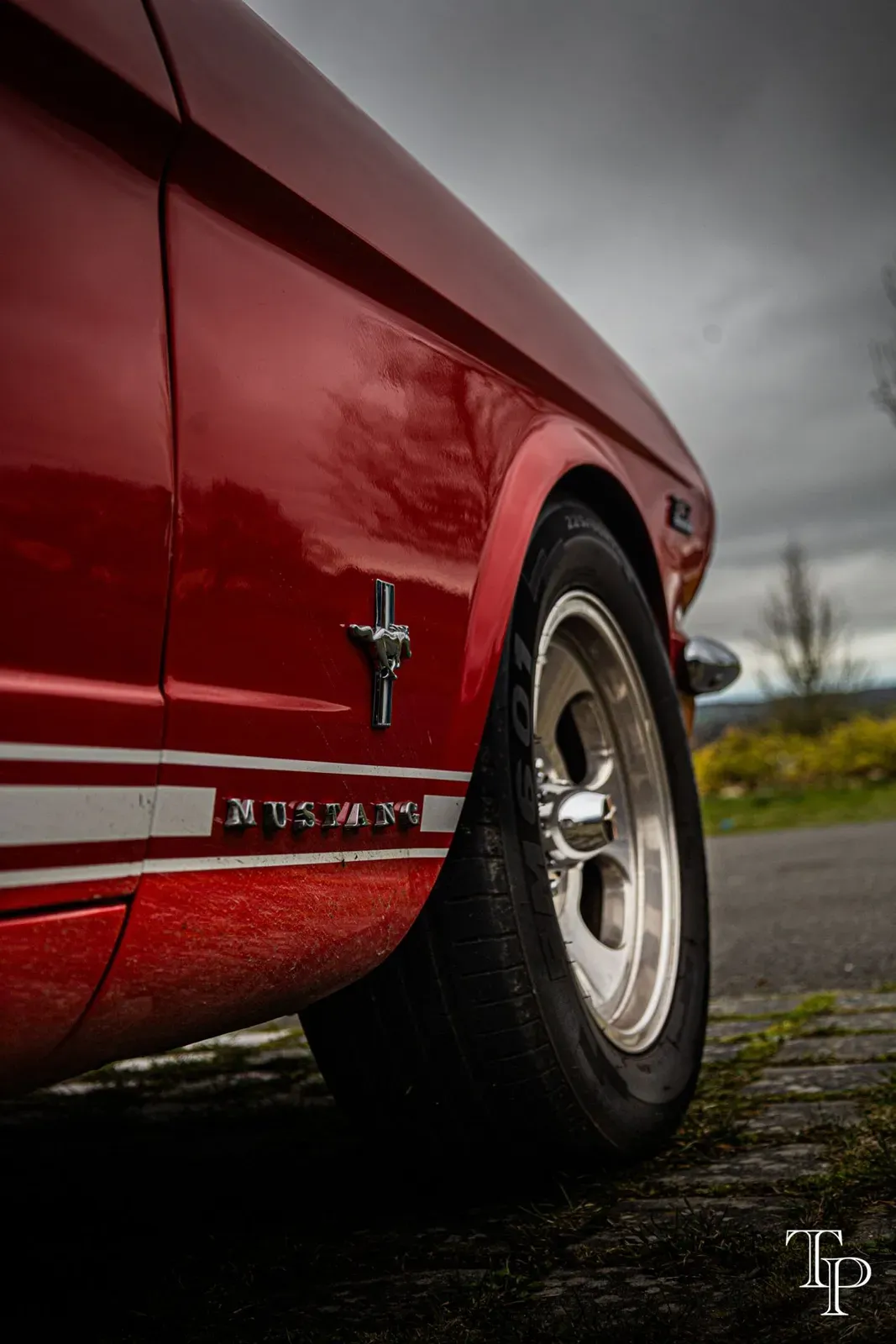 Mustang lors de la sortie du 21 février 2026, Côtes-d'Armor (22) · photo 136