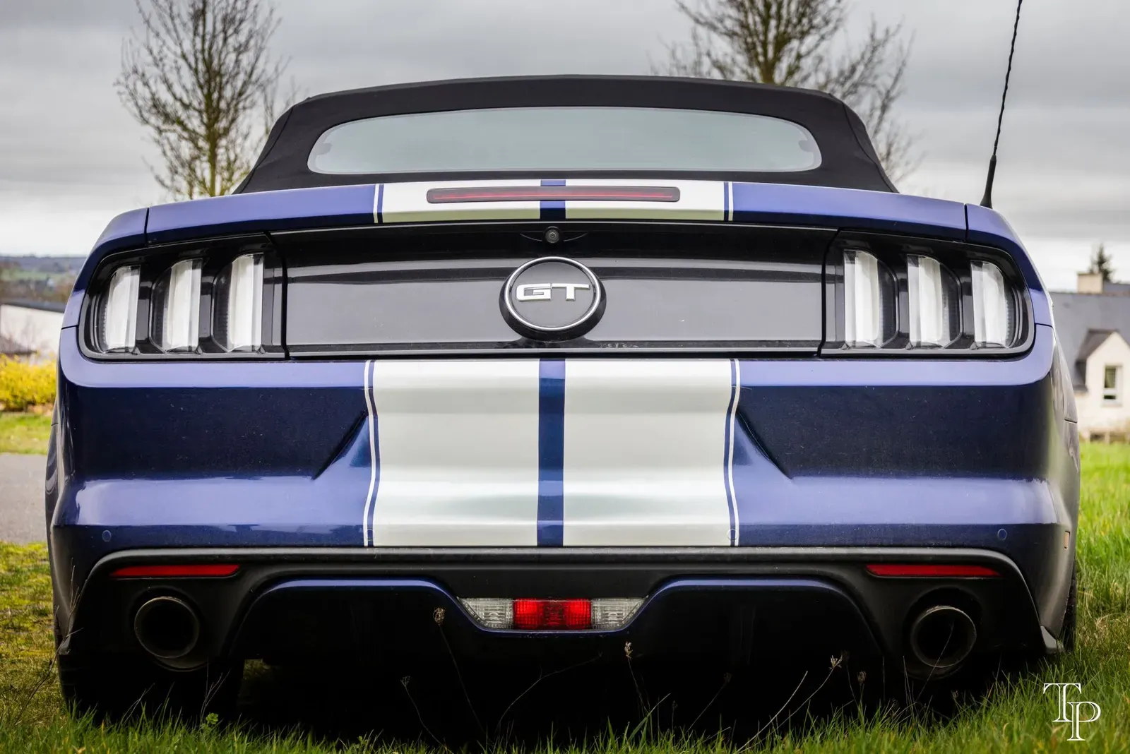 Mustang lors de la sortie du 21 février 2026, Côtes-d'Armor (22) · photo 137