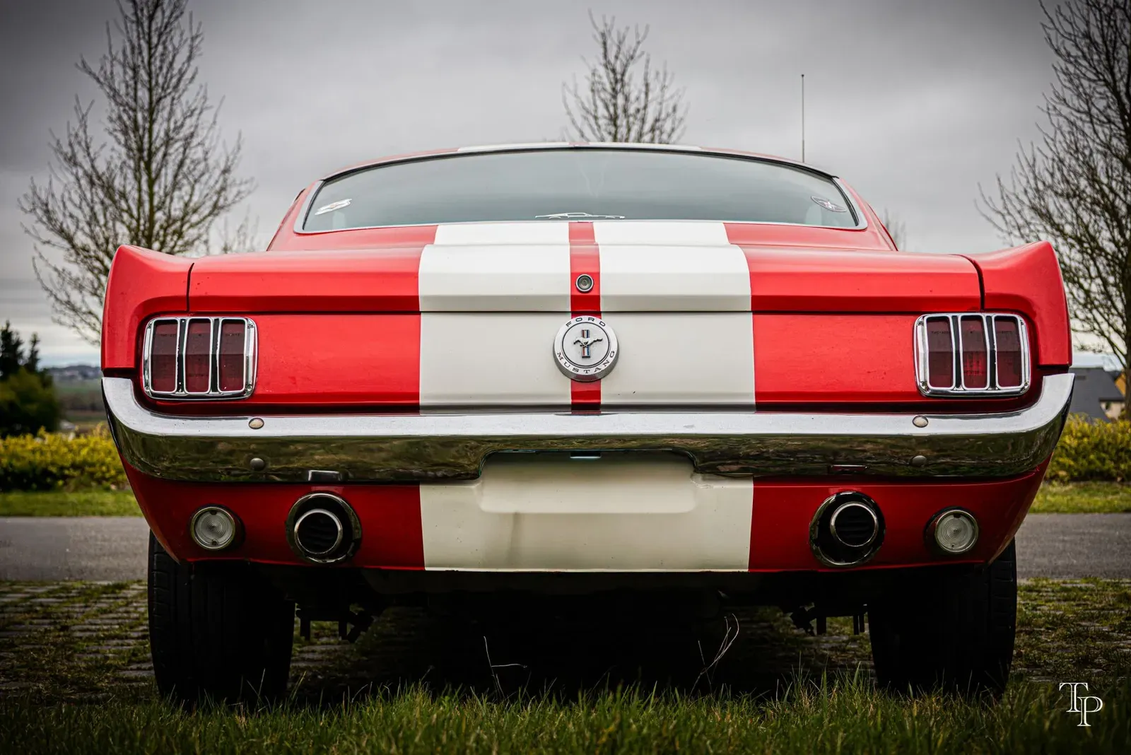 Mustang lors de la sortie du 21 février 2026, Côtes-d'Armor (22) · photo 138