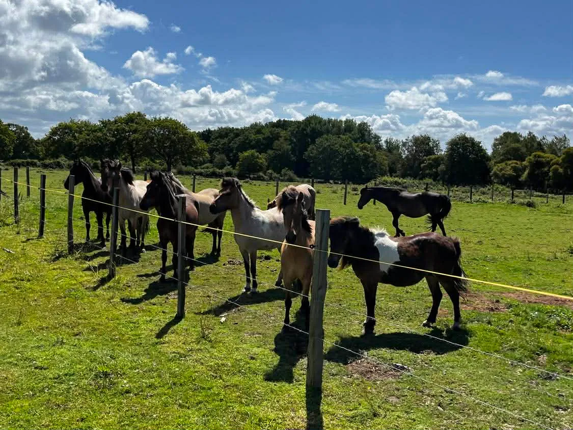 Chevaux mustang du ranch des Piclendèches