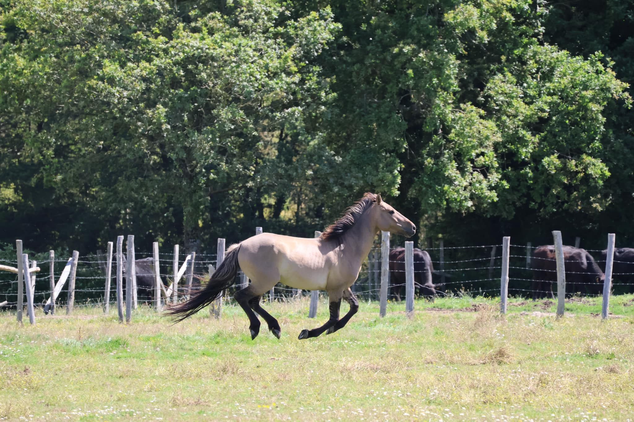 Cheval mustang sauvage, symbole de la Ford Mustang